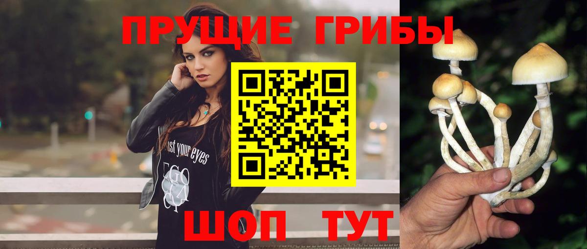Махачкала  Псилоцибиновые грибы Psilocybine cubensis  Вход с VPN 